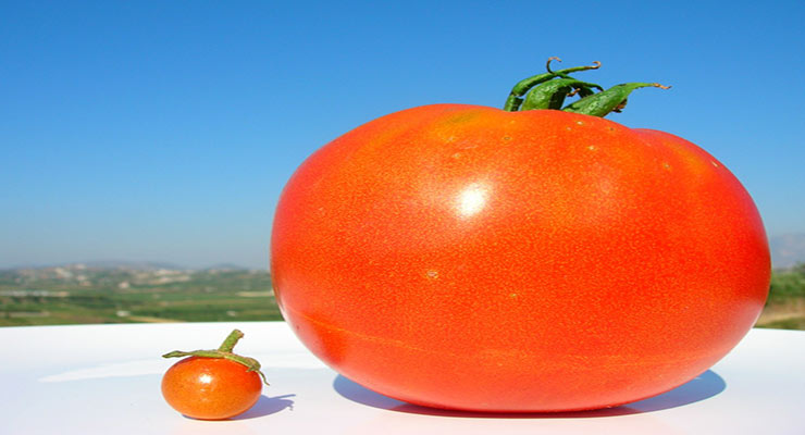 صادرات گوجه به ارمنستان