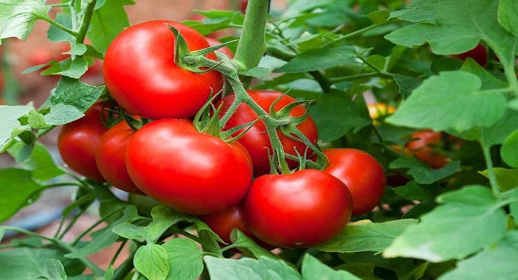 صادرات گوجه به گرجستان