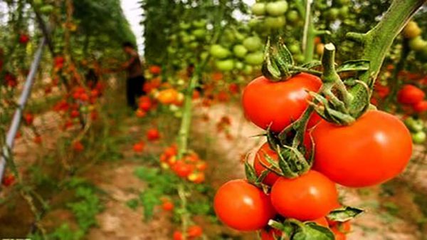 صادرات گوجه فرنگی مرغوب