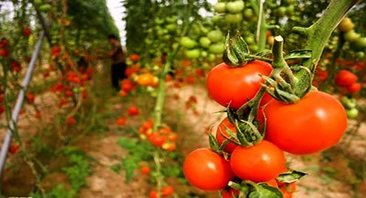 صادرات گوجه فرنگی مرغوب