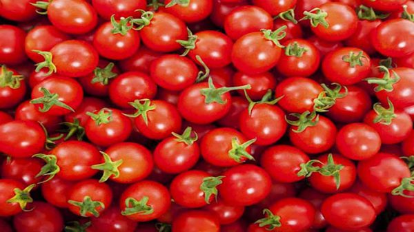 صادرات گوجه گیلاسی