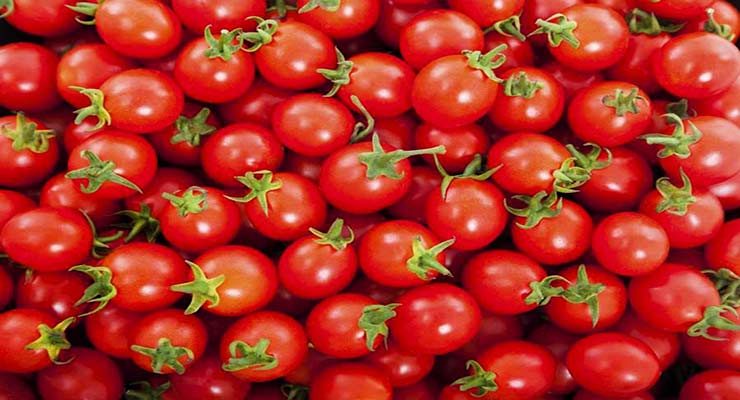 صادرات گوجه گیلاسی