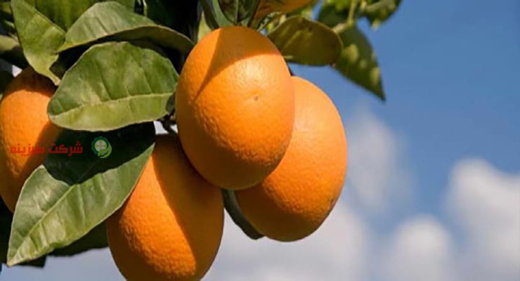 تولید پرتقال های صادراتی