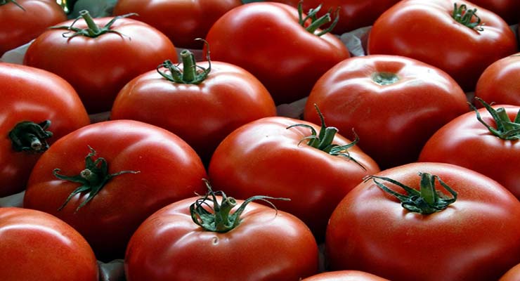 گوجه‌ فرنگی صادراتی