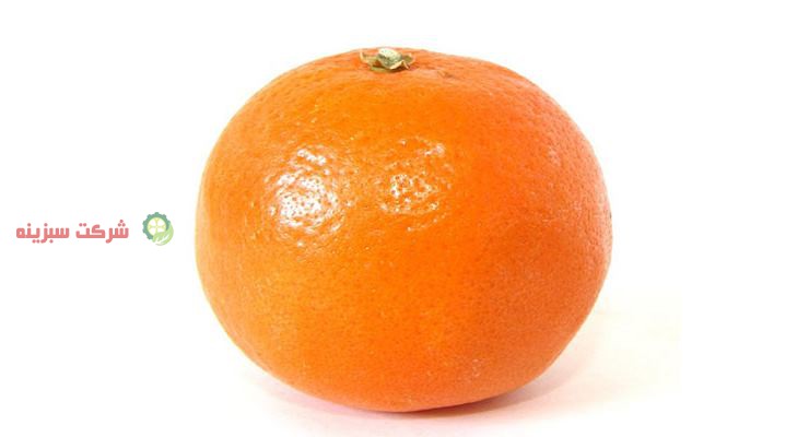 صادرات پرتقال و مرکبات در تمام سال