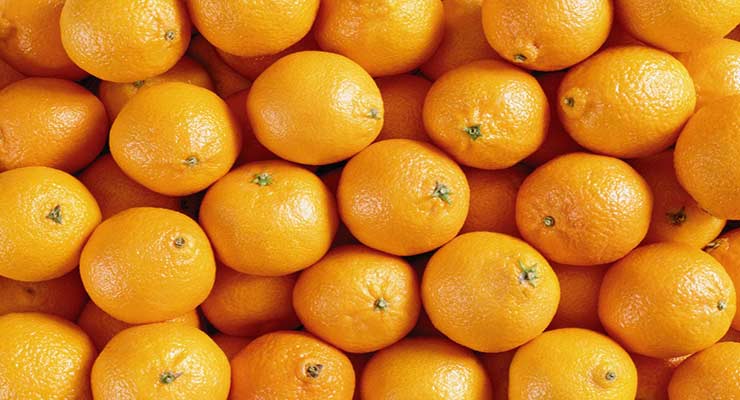 فروش پرتقال جهت صادرات