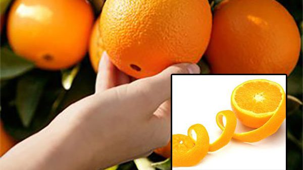 صادرات پرتقال شمال
