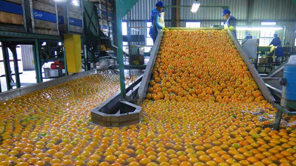 فروش پرتقال صادراتی مازندران