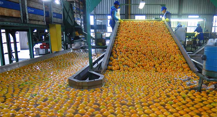فروش پرتقال صادراتی مازندران
