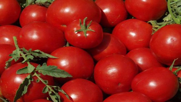 گوجه فرنگی درشت صادراتی
