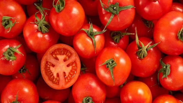 فروش گوجه فرنگی صادراتی