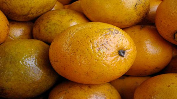 پرتقال توسرخ صادراتی