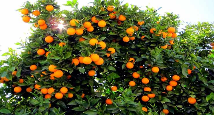 خرید پرتقال صادراتی