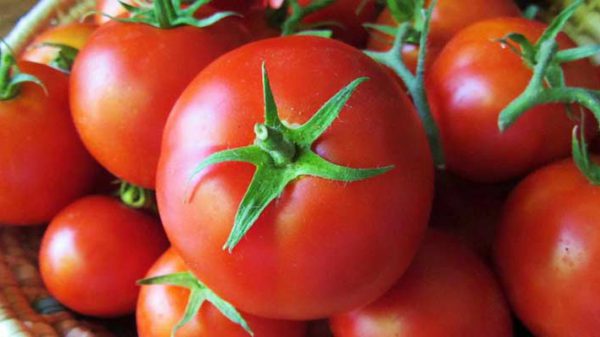 خرید گوجه فرنگی صادراتی