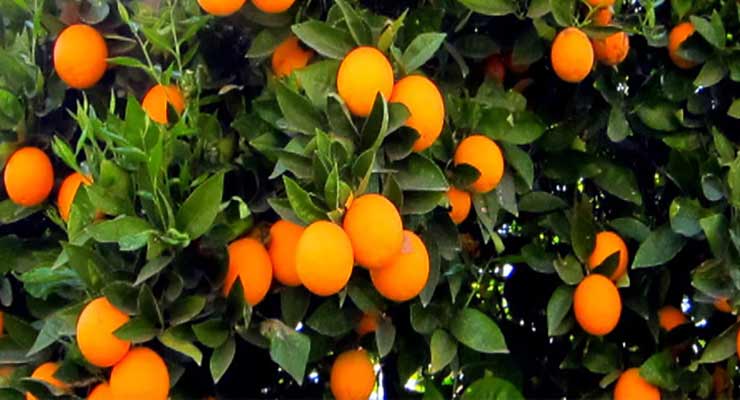 قیمت انواع پرتقال صادراتی