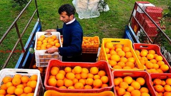 قیمت خرید پرتقال صادراتی ارگانیک