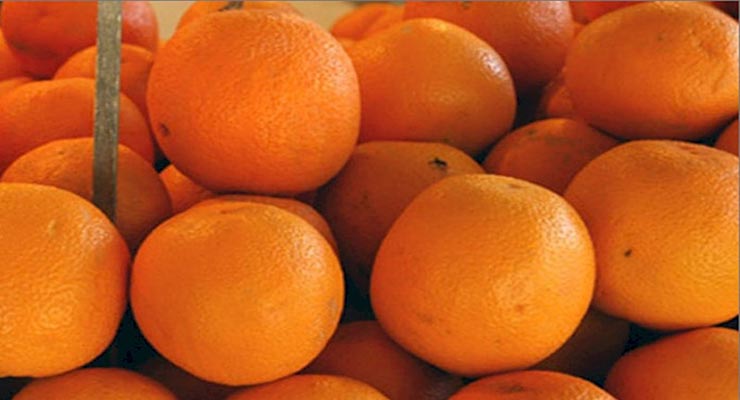 قیمت روز پرتقال