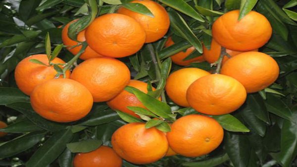 پرتقال صادراتی مازندران