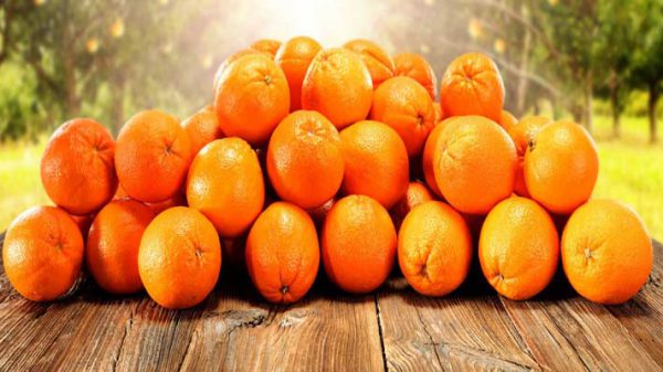 پرتقال صادراتی شمال
