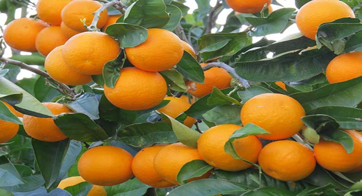 قیمت پرتقال صادراتی