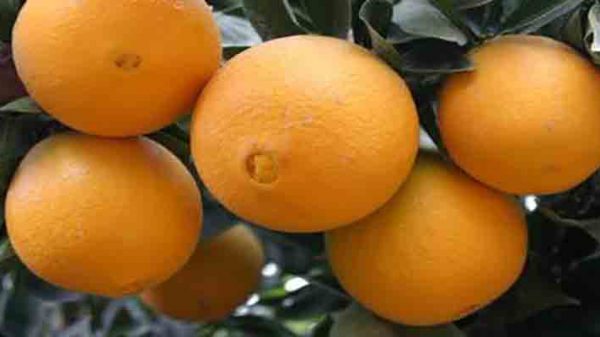 قیمت پرتقال صادراتی تامسون