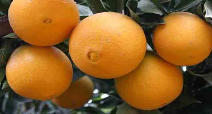 قیمت پرتقال صادراتی تامسون