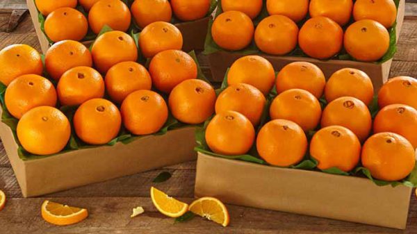 قیمت گذاری پرتقال مازندران
