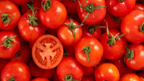 گوجه فرنگی برای صادرات