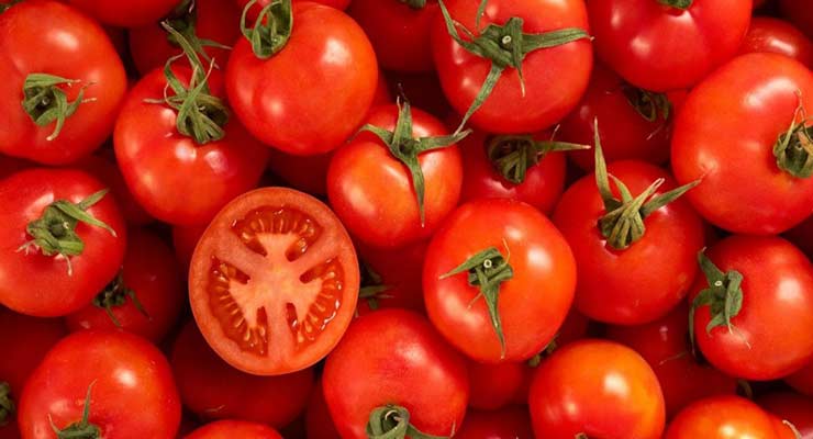 گوجه فرنگی برای صادرات
