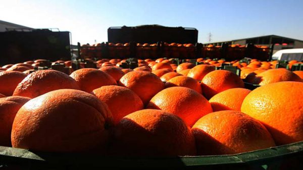 فروش انواع پرتقال صادراتی