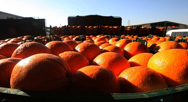 انواع پرتقال صادراتی