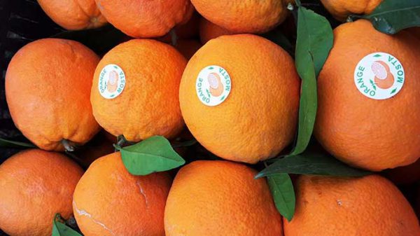فروش پرتقال صادراتی تامسون