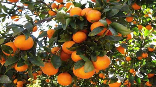 پرتقال صادراتی تامسون