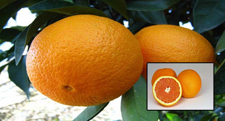 پرتقال جهت صادرات