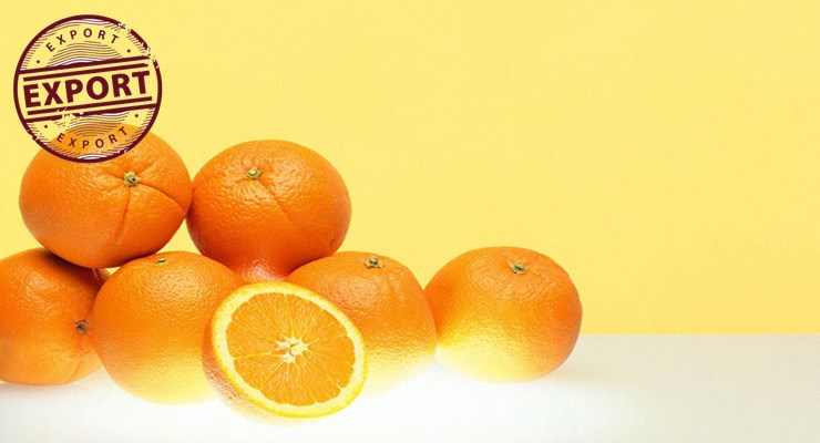 پرتقال ایران قیمت روز
