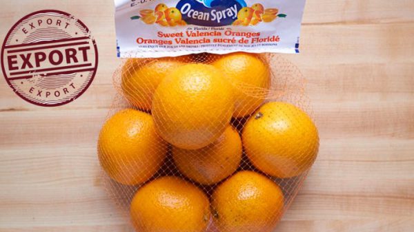 فروش پرتقال صادراتی