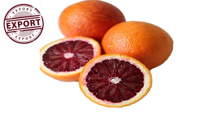 پرتقال صادراتی خونی