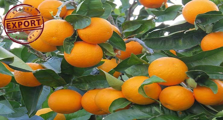 نرخ خرید پرتقال تامسون