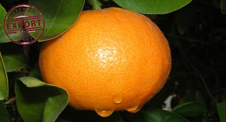 صادرات پرتقال مازندران