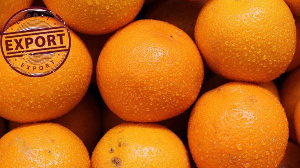 قیمت پرتقال خونی شمال