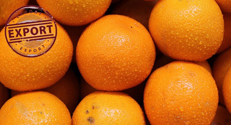 قیمت پرتقال خونی شمال