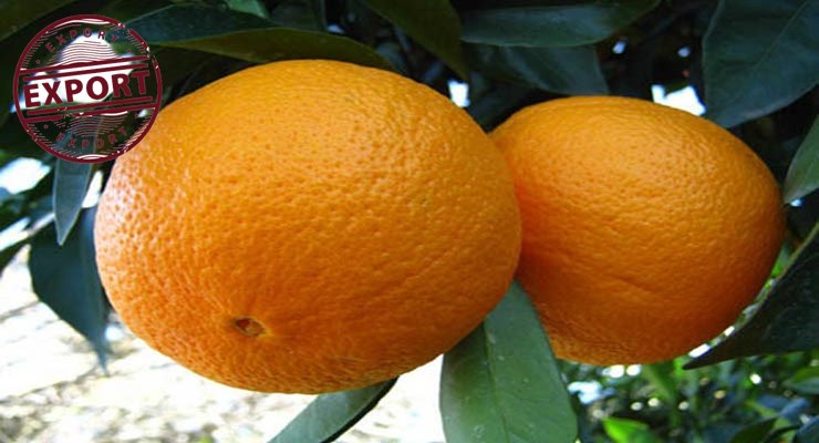 انواع پرتقال درجه یک