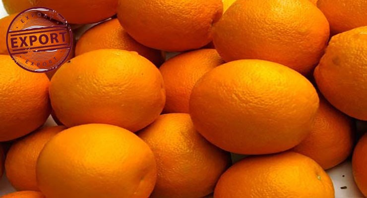 خرید پرتقال تامسون