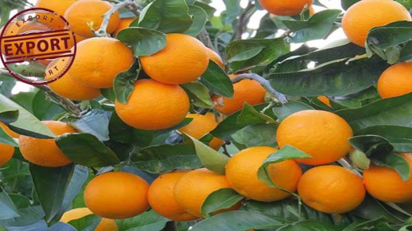 پرتقال شمال جهت صادرات