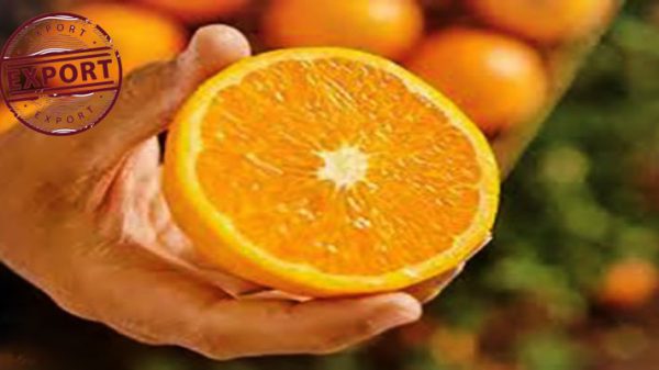فروش پرتقال مخصوص آبگیری