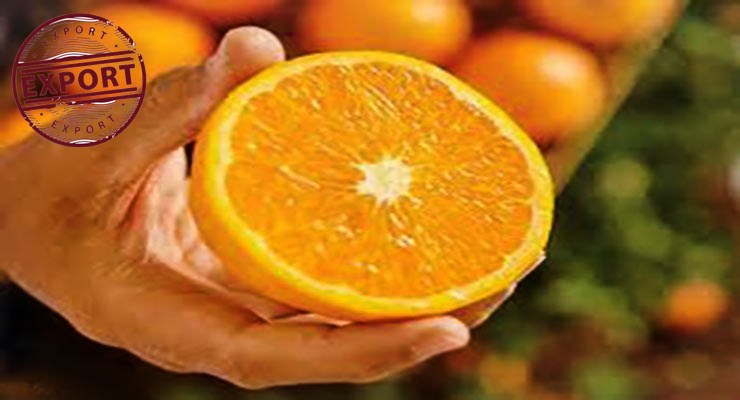 فروش پرتقال مخصوص آبگیری