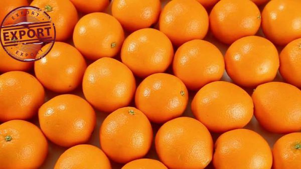 فروش پرتقال شمال