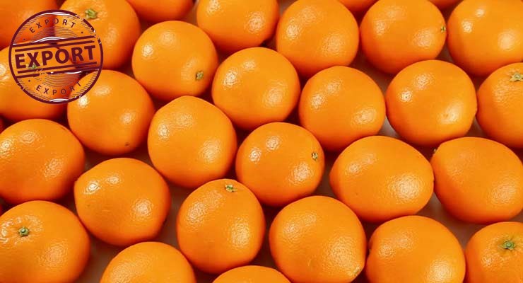 قیمت پرتقال شمال