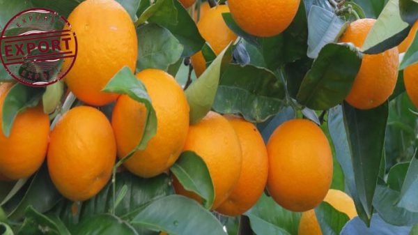 قیمت پرتقال در باغهای شمال