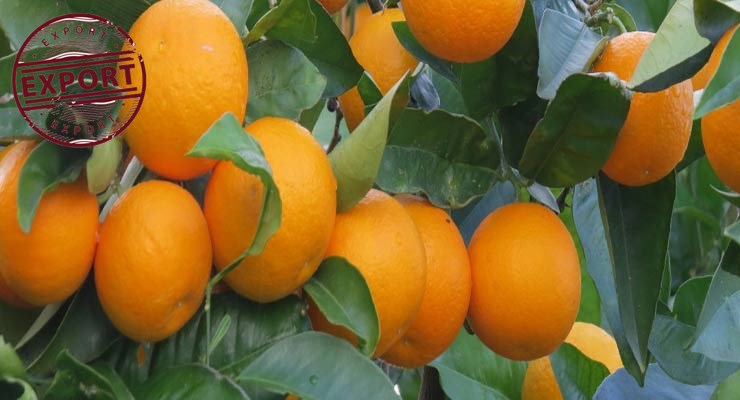 قیمت پرتقال در باغهای شمال